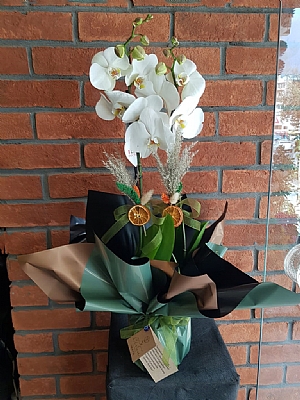 2 Dallı Beyaz Orkide 2